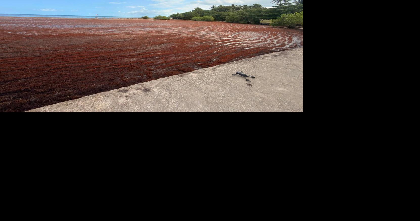 DRNA activa plan con drones y embarcaciones para atender sargazo récord en Lajas y Cabo Rojo