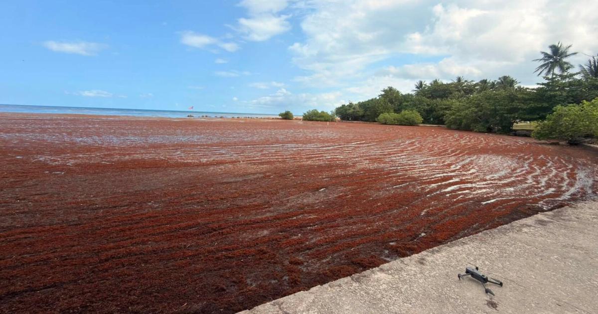 DRNA activa plan con drones y embarcaciones para atender sargazo récord en Lajas y Cabo Rojo