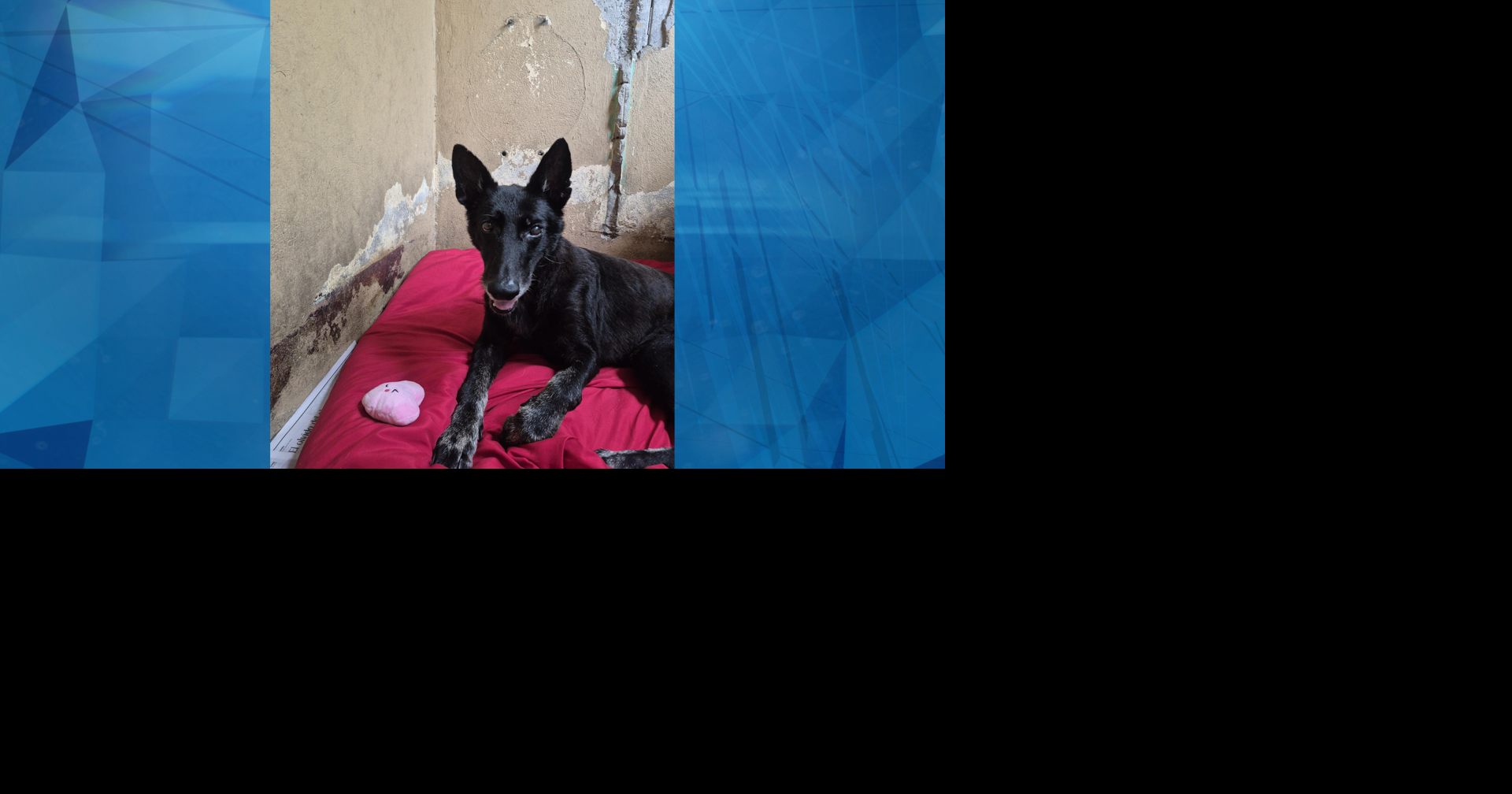 Fallece Zephira, perrita abandonada en Cabo Rojo