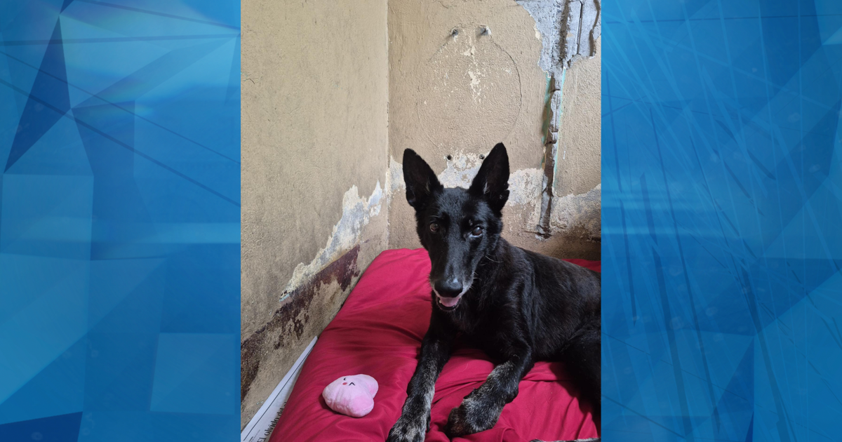 Fallece Zephira, perrita abandonada en Cabo Rojo