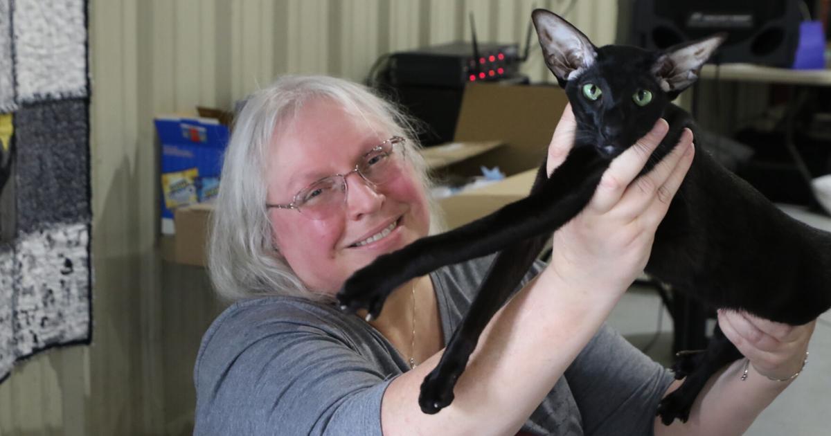 Internationale Katzenausstellung im Expo Center | Kunst und Unterhaltung | waxahachiesun.com – Waxahachie-Sonne Internationale Katzenausstellung im Expo Center | Kunst und Unterhaltung | waxahachiesun.com – Waxahachie-Sonne