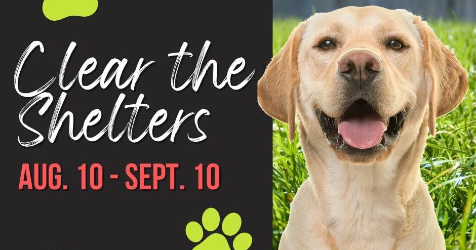 Pets needing forever homes; Clear the Shelters month underway | Arts ...