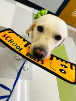 New facility dog named Patches adds extra level of support at Northside Elementary