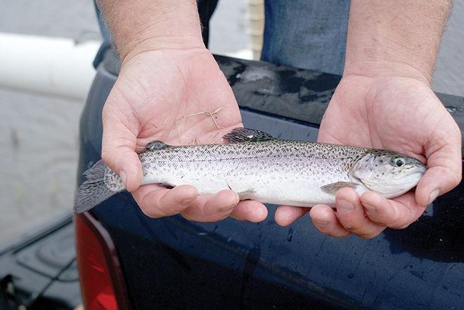 More Rainbow Trout On The Way Arts Entertainment Waxahachiesun Com
