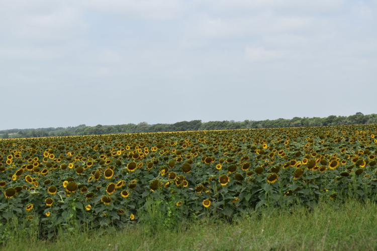 Sunflower fields It’s not just a photo op Business
