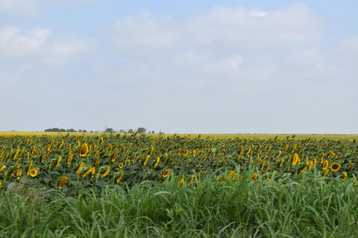 Sunflower Fields It S Not Just A Photo Op Business