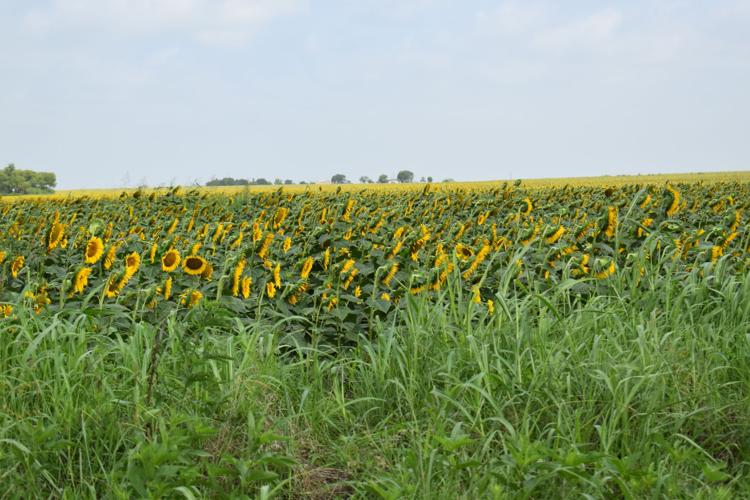 Sunflower fields It’s not just a photo op Business