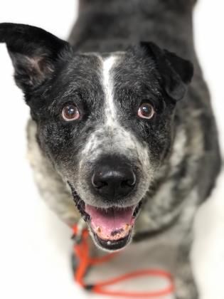 spca senior dogs