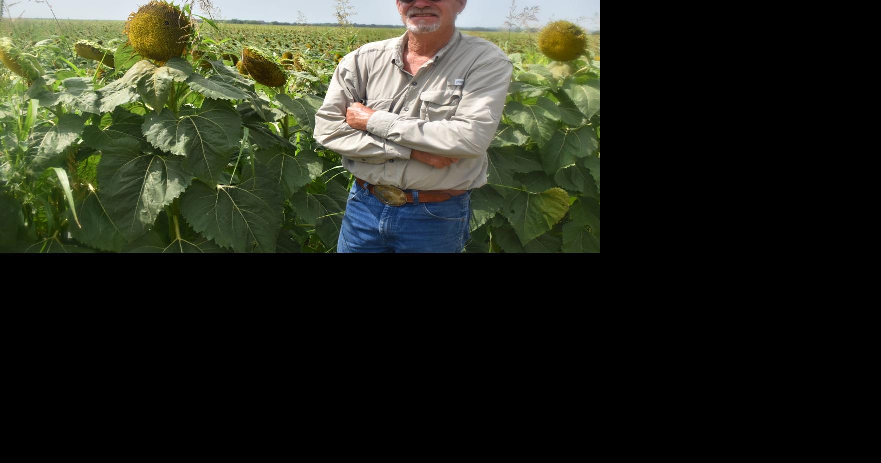 Sunflower fields It’s not just a photo op Business