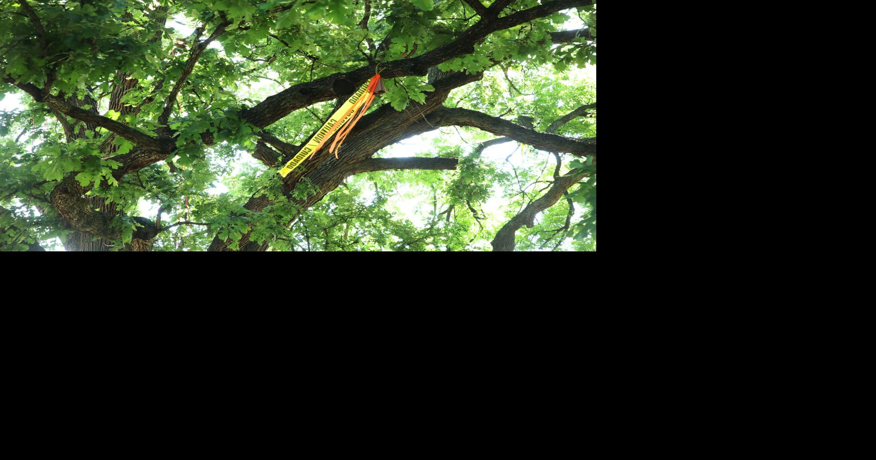Tree climbers converge on Getzendaner Park | Business | waxahachiesun.com