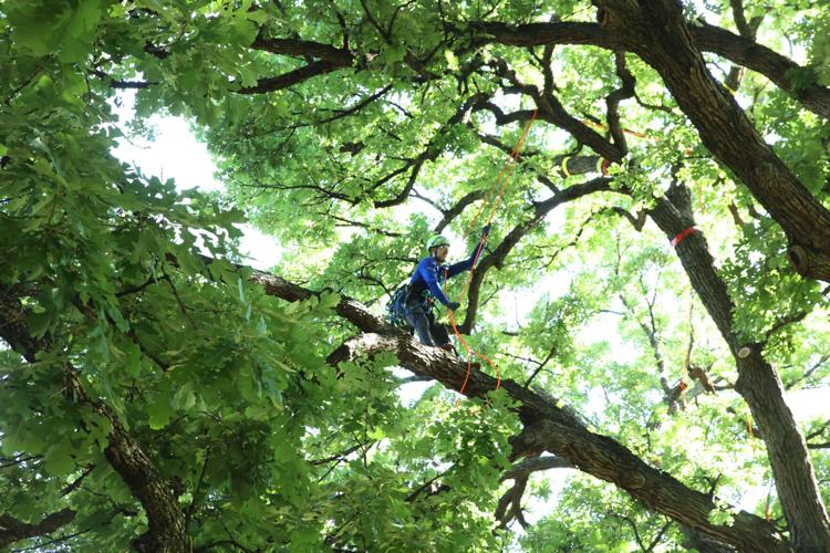 Tree climbers converge on Getzendaner Park | Business | waxahachiesun.com