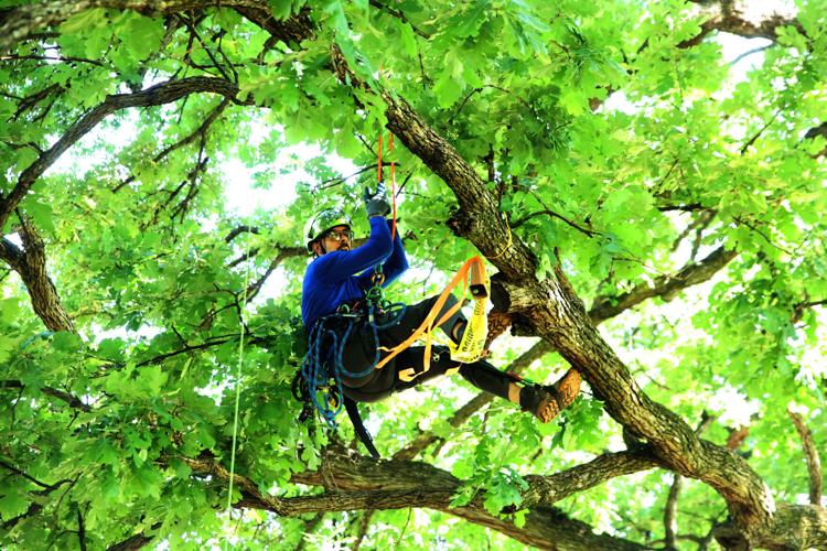 Tree climbers converge on Getzendaner Park | Business | waxahachiesun.com
