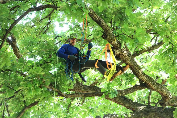 Tree climbers converge on Getzendaner Park | Business | waxahachiesun.com