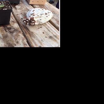 Ladybugs being used as insecticide alternative locally | News ...