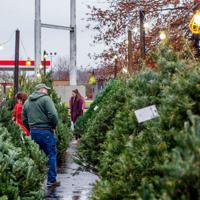 Big Brothers Big Sisters to host 40th annual Christmas tree sale