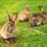 Wayne County 4-H to offer virtual rabbit workshops