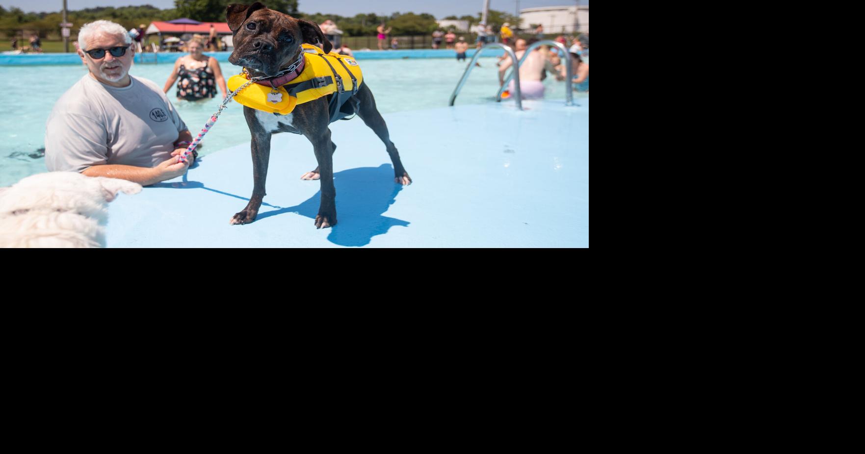 Dogs invade Dreamland Pool | News | waynecountynews.com