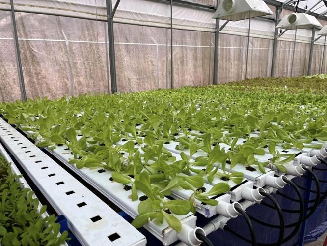 Wayne County 4H learns aquaponics at Kermit facility News