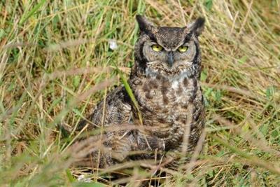 Great Horned Owl