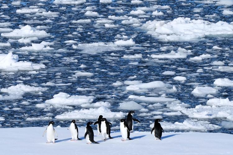 Europe-Hantavirus-Antarctica