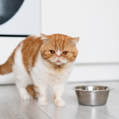 Cross Creek Animal Medical Centre: Tampa's Skilled Veterinarian