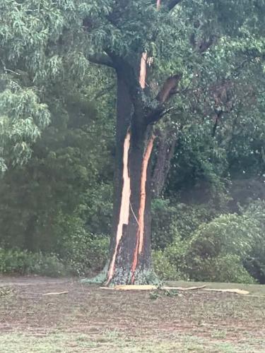 Laurel tree damage