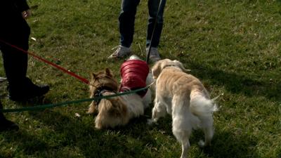 Dogs