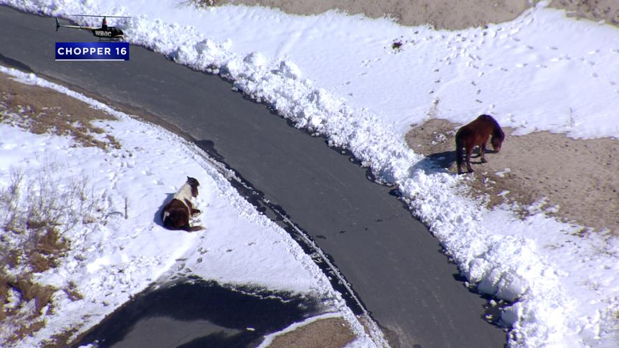 Snowy ponies