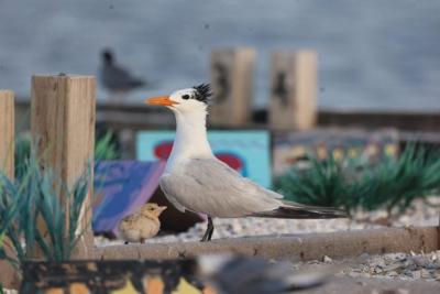 Royal tern and chick
