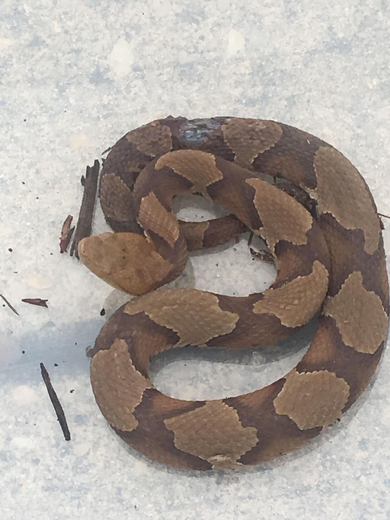 Venomous Copperhead Snake Bites Ocean View Man