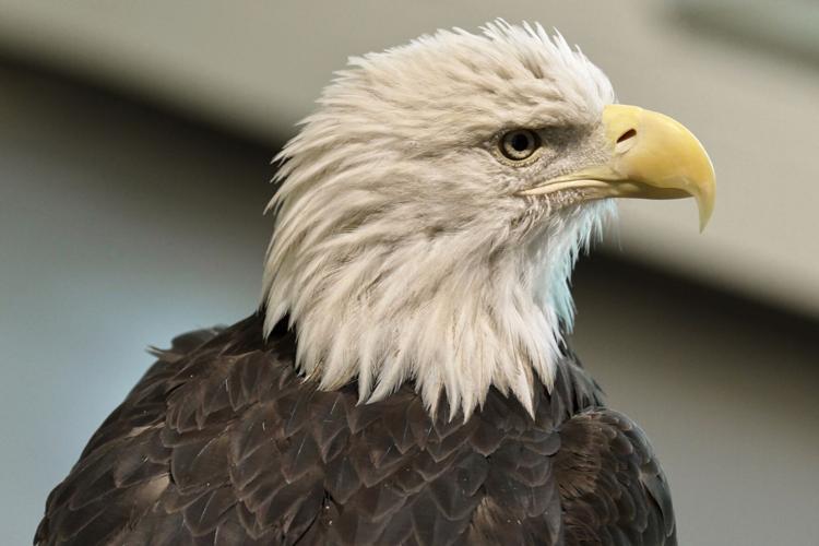 Sacred Bald Eagles