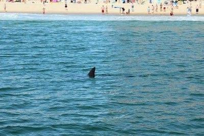 Several Reported Shark Sightings Along OC Beach