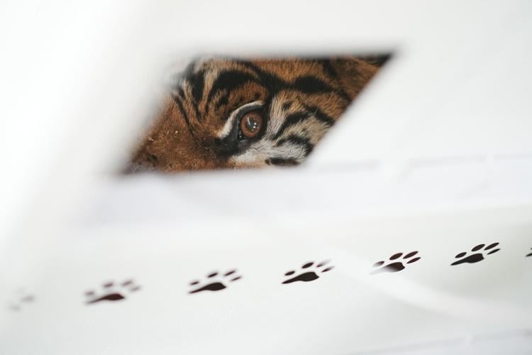 CORRECTION Argentina Big Cats
