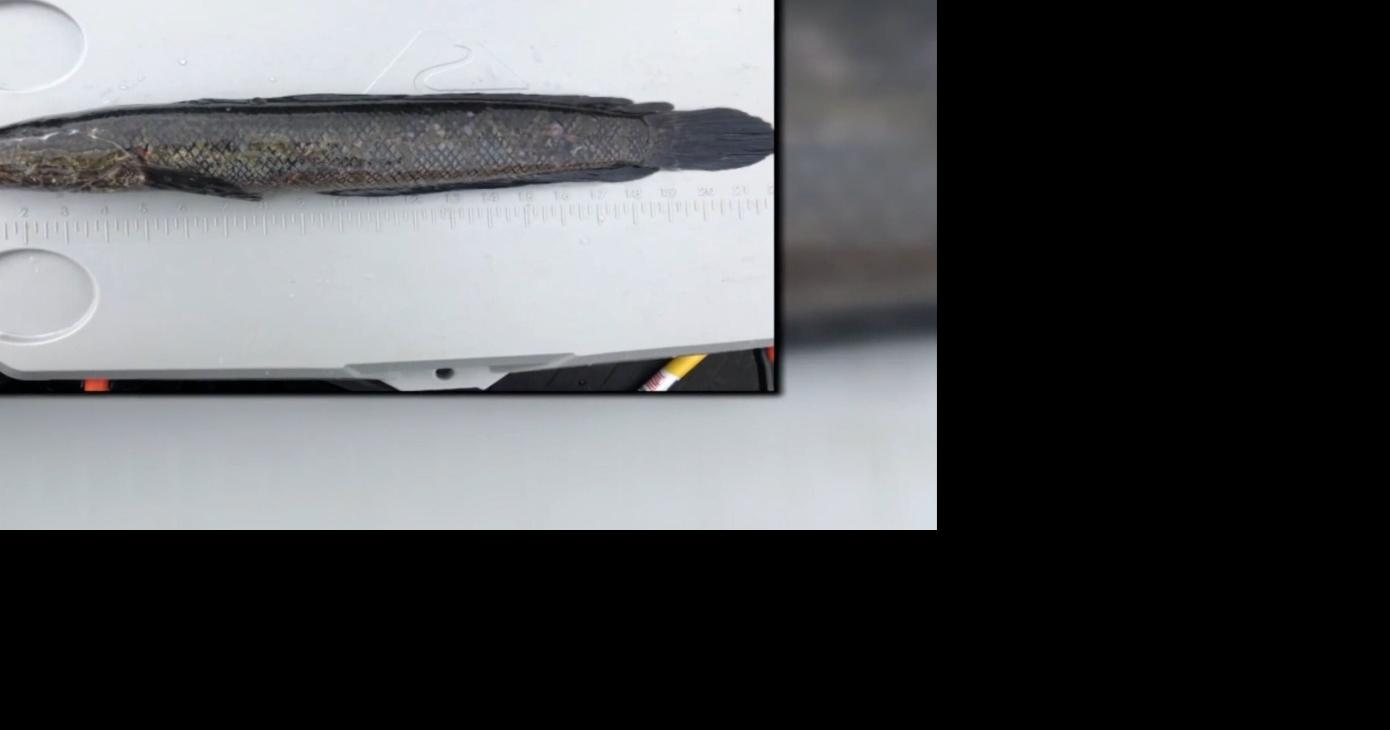 Maryland Senator Proposes Renaming Invasive Snakehead Fish | Latest ...