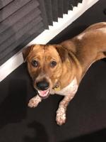 WIGGLES-1