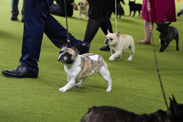 Dog Breeds Lawsuit
