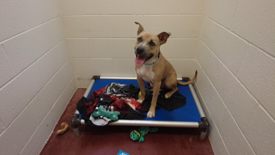 Dog beds store for animal shelters
