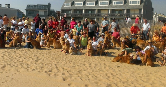 Gofundme Page (Photo: Dewey’s Golden Jubilees!)