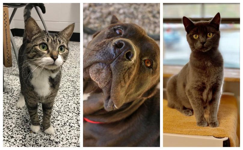 Pet-Connect-May-10-2019