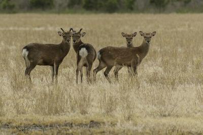 sike deer