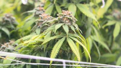 MARIJUANA