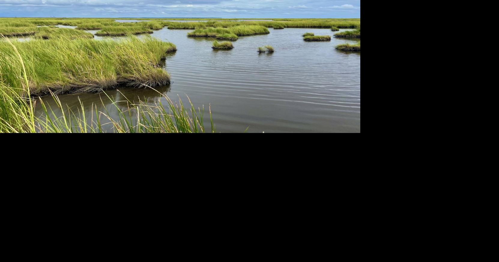 Maryland DNR seeking Living Shoreline Project Proposals on the lower Eastern Shore