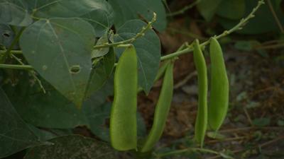 Travels With Charlie: Picking Beans