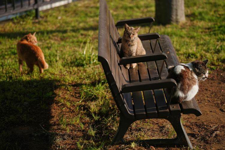 Japan Bobtail Cats