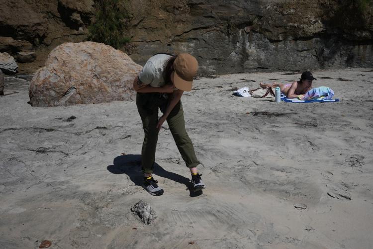 Climate Marine Heat Wave Dead Seabirds