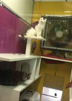 JESS-CALISTA-MS-BIGGLES-BARN-CATS-1