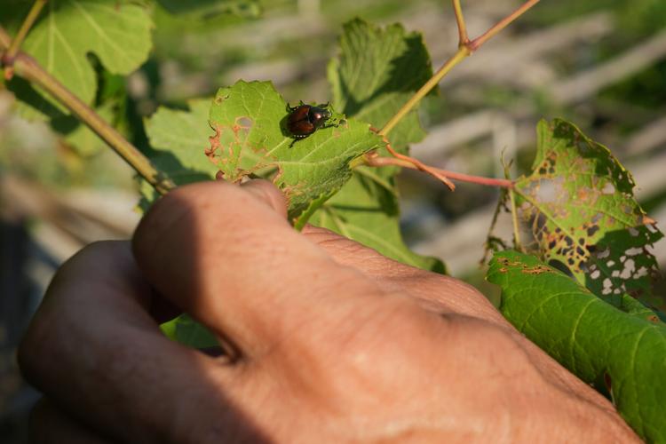 Italy Vineyards Japanese Beetles