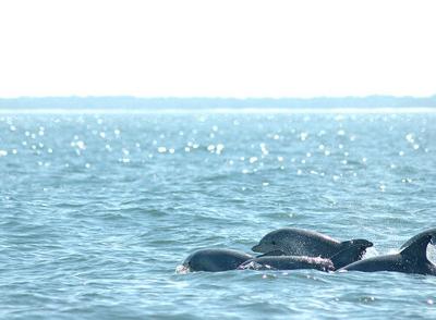 Ocean City Dolphins