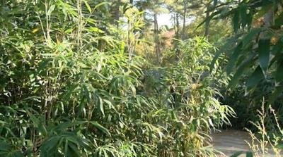 Bamboo
