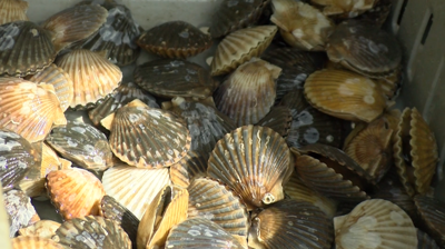 UMES Receives $200K grant to expand bay scallop farming